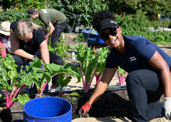 Thornton Tomasetti NYC-based employees walked down Broadway, ferried across the East River, and walked across Governor's Island to volunteer at GrowNYC's 1 acre teaching garden.