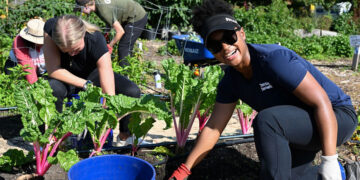 Thornton Tomasetti NYC-based employees walked down Broadway, ferried across the East River, and walked across Governor's Island to volunteer at GrowNYC's 1 acre teaching garden.